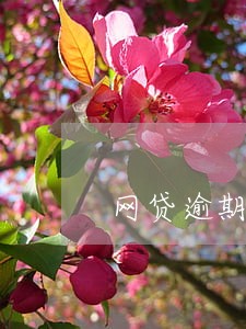 网贷逾期第三方应该找谁沟通 网贷逾期第三方应该找谁沟通