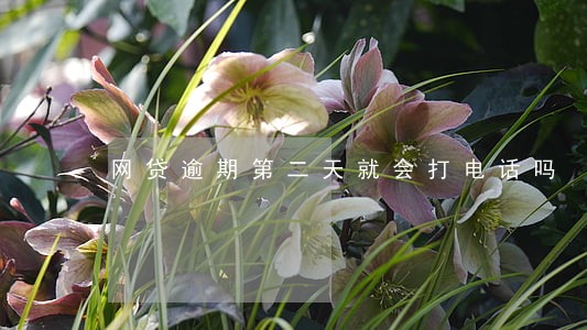 网贷逾期第二天就会打电话吗 网贷逾期第二天就会打电话吗