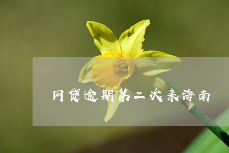 网贷逾期第二次来海南 网贷逾期第二次来海南