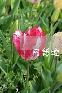 网贷逾期答辩状