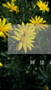 网贷逾期算刑侦案件吗 网贷逾期算刑侦案件吗