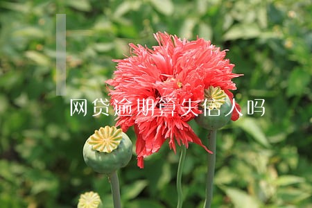 网贷逾期算失信人吗 网贷逾期算失信人吗