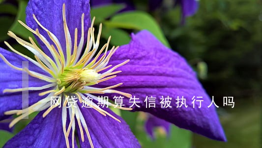网贷逾期算失信被执行人吗 网贷逾期算失信被执行人吗
