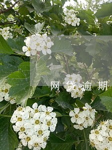 网贷逾期算逃犯吗 网贷逾期算逃犯吗