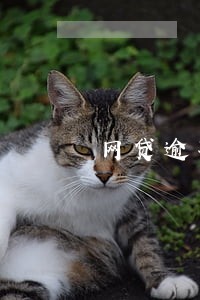 网贷逾期管理费合理吗 网贷逾期管理费合理吗