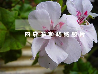 网贷逾期粘贴照片 网贷逾期粘贴照片