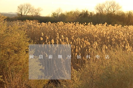 网贷逾期经侦科电话 网贷逾期经侦科电话