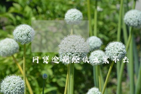 网贷逾期经侦立案不去 网贷逾期经侦立案不去