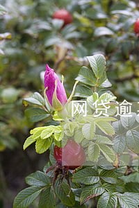 网贷逾期结案正常程序是什么