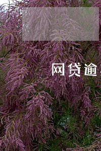 网贷逾期结清上征信 网贷逾期结清上征信