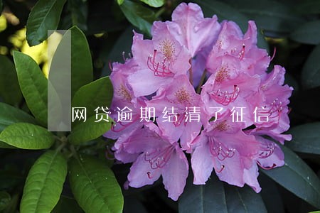 网贷逾期结清了征信