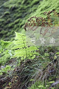 网贷逾期结清多久可以贷款买车吗 网贷逾期结清多久可以贷款买车吗