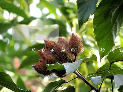 网贷逾期结清成功消除逾期了 网贷逾期结清成功消除逾期了
