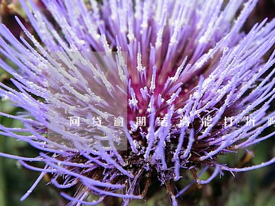 网贷逾期结清能打折吗