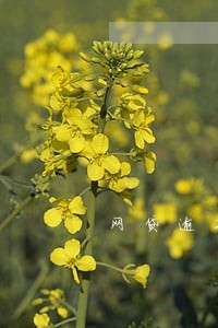 网贷逾期给我妈妈 网贷逾期给我妈妈