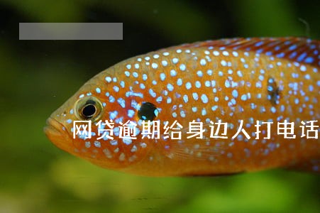网贷逾期给身边人打电话 网贷逾期给身边人打电话