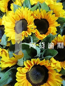 网贷逾期网上公示