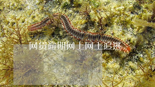 网贷逾期网上网上追逃 网贷逾期网上网上追逃