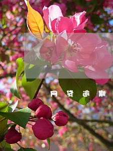 网贷逾期网络仲裁可信吗