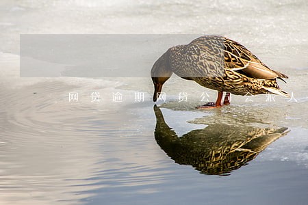 网贷逾期网贷公司会派人找你吗 网贷逾期网贷公司会派人找你吗