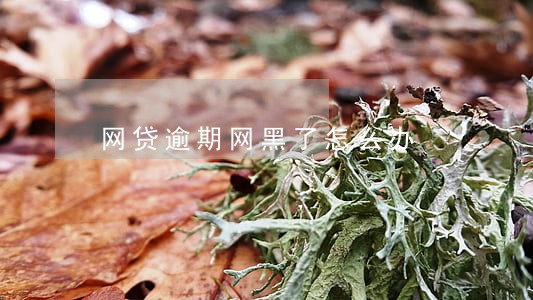 网贷逾期网黑了怎么办 网贷逾期网黑了怎么办