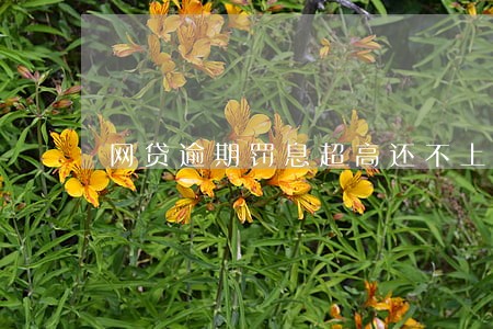 网贷逾期罚息超高还不上了 网贷逾期罚息超高还不上了