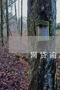 网贷逾期罚款怎么办