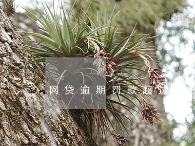 网贷逾期罚款超过多少违法 网贷逾期罚款超过多少违法