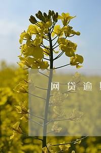 网贷逾期群发消息是怎么做的 网贷逾期群发消息是怎么做的