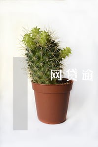网贷逾期老婆不让卖车 网贷逾期老婆不让卖车