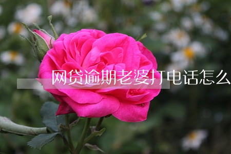 网贷逾期老婆打电话怎么办 网贷逾期老婆打电话怎么办
