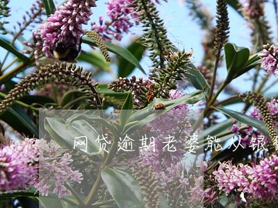 网贷逾期老婆能从银行贷款吗 网贷逾期老婆能从银行贷款吗