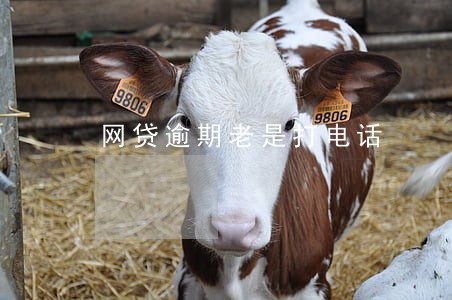 网贷逾期老是打电话