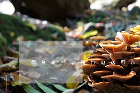 网贷逾期老是打电话可以报警吗 网贷逾期老是打电话可以报警吗