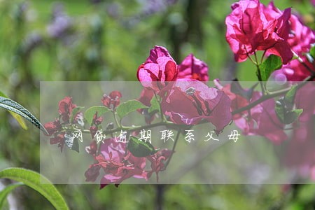 网贷逾期联系父母 网贷逾期联系父母