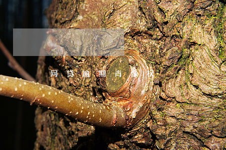 网贷逾期肖像权 网贷逾期肖像权