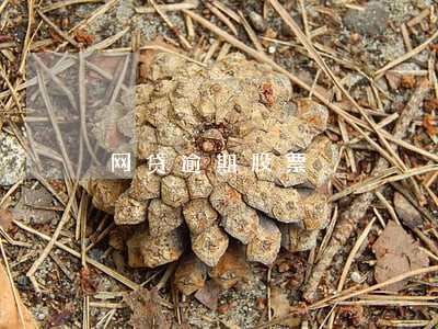网贷逾期股票 网贷逾期股票