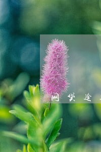 网贷逾期能上诉吗 网贷逾期能上诉吗