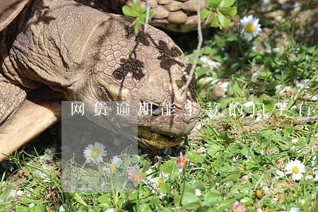 网贷逾期能下款的口子有没有 网贷逾期能下款的口子有没有
