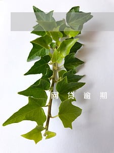 网贷逾期能不能买房贷款 网贷逾期能不能买房贷款