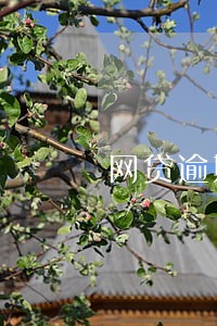 网贷逾期能不能办社保 网贷逾期能不能办社保