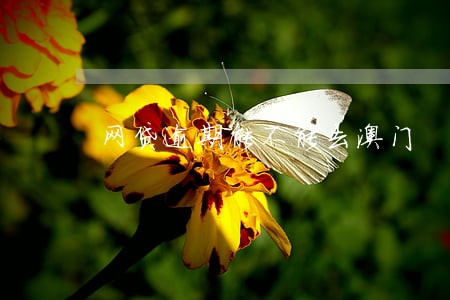 网贷逾期能不能去澳门 网贷逾期能不能去澳门