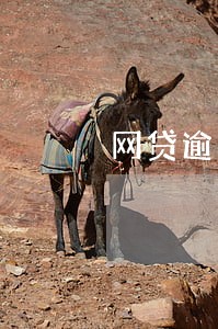 网贷逾期能不能在银行办贷款 网贷逾期能不能在银行办贷款