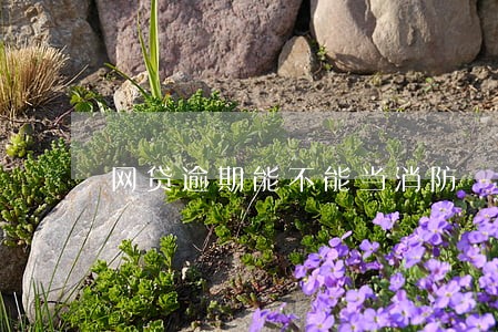 网贷逾期能不能当消防 网贷逾期能不能当消防