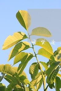 网贷逾期能不能找律师 网贷逾期能不能找律师