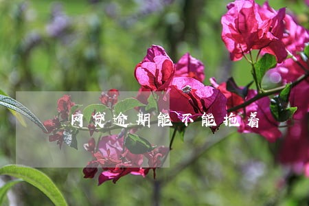 网贷逾期能不能拖着
