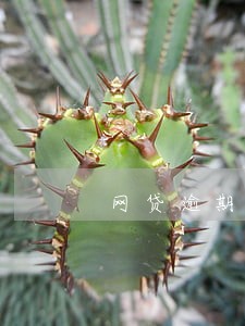 网贷逾期能不能玩抖音