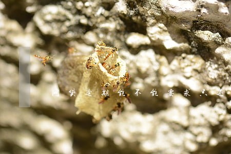 网贷逾期能不能要求只还本金 网贷逾期能不能要求只还本金