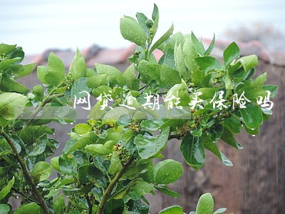 网贷逾期能买保险吗 网贷逾期能买保险吗