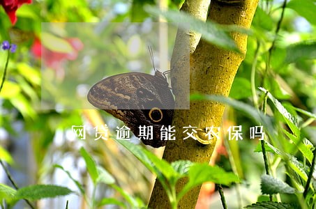 网贷逾期能交农保吗 网贷逾期能交农保吗